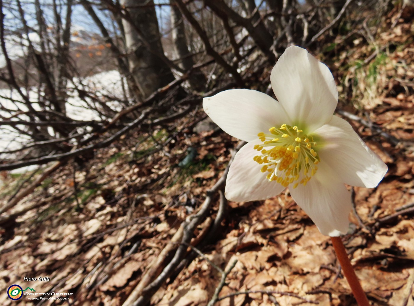 19 Helleborus niger (Elleboro).JPG